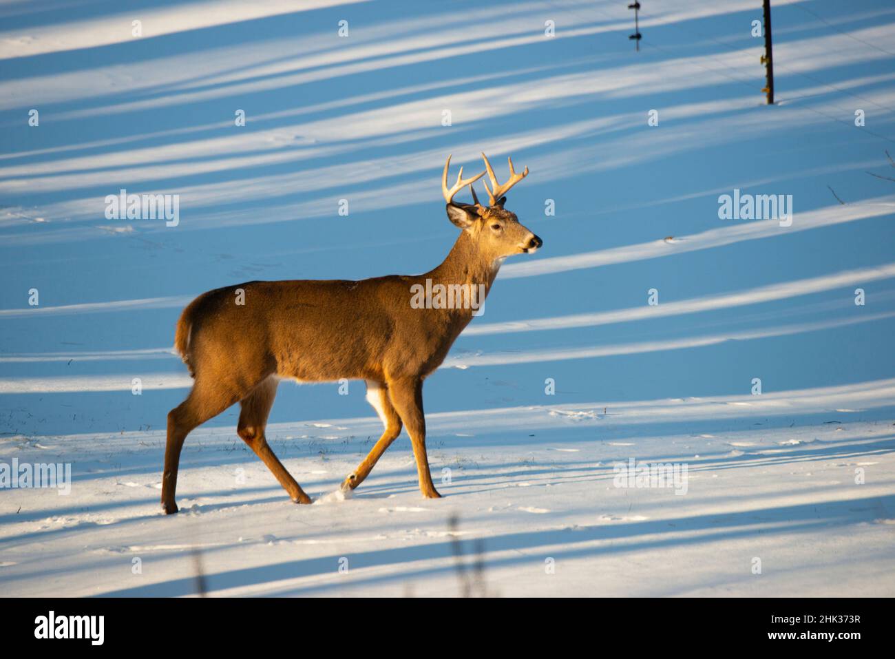 USA, Minnesota, Mendota Heights, Mohican Lane, campo da neve a coda bianca Foto Stock