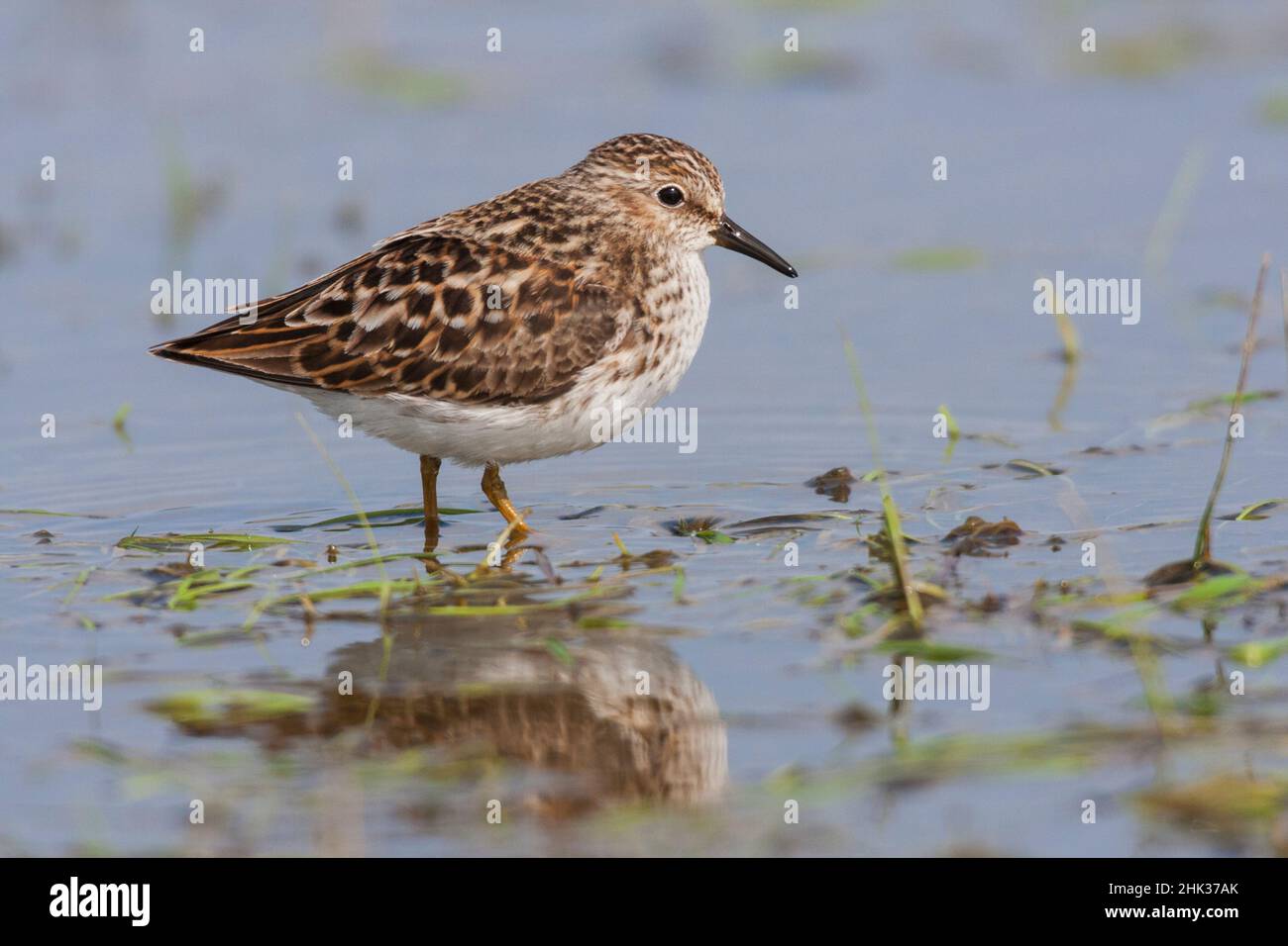 Minimo Sandpiper foraging in fango piani Foto Stock
