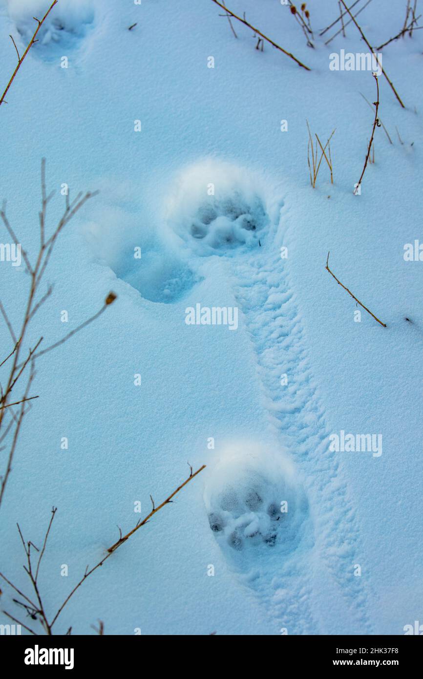 Fresche piste di leoni di montagna nella Mission Valley, Montana, USA Foto Stock