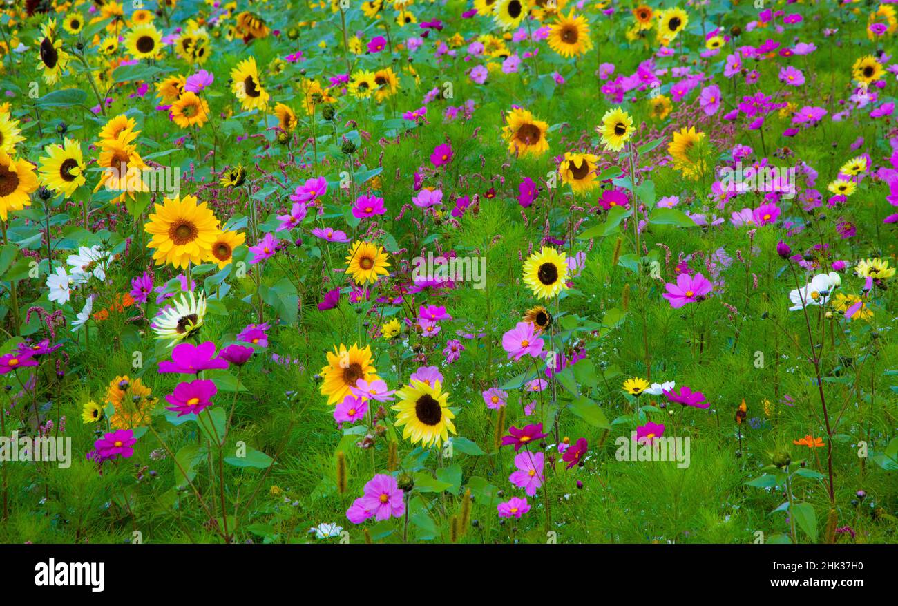 USA, New Hampshire meridiano piantato con girasoli e fiori di cosmo lungo l'Interstate 95. Foto Stock