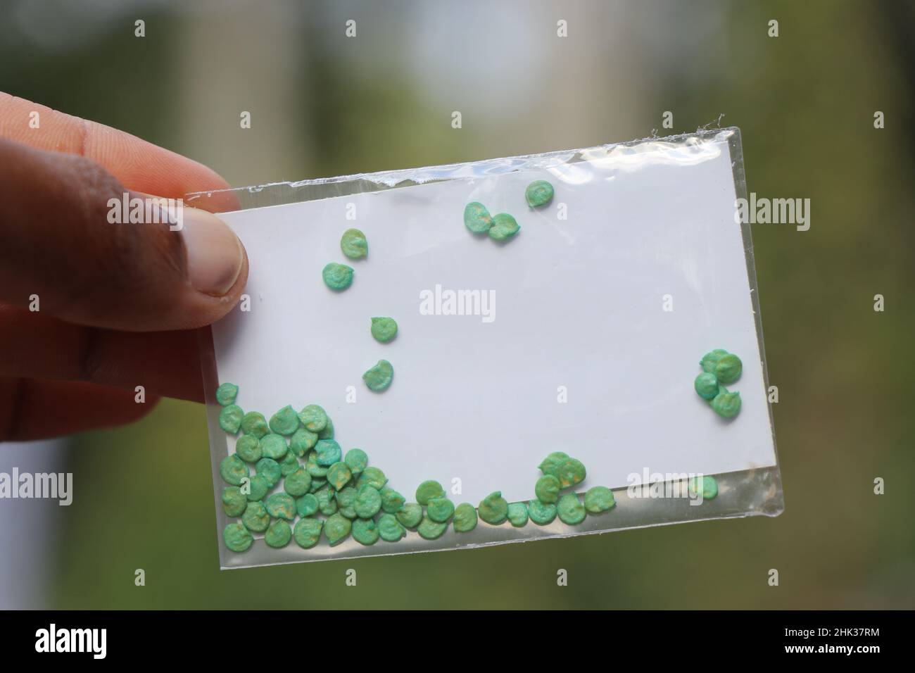 Nuovo pacchetto di semi di capsicum tenuto in mano isolato su sfondo naturale. Semi di peperone per crescere nel giardino di casa Foto Stock