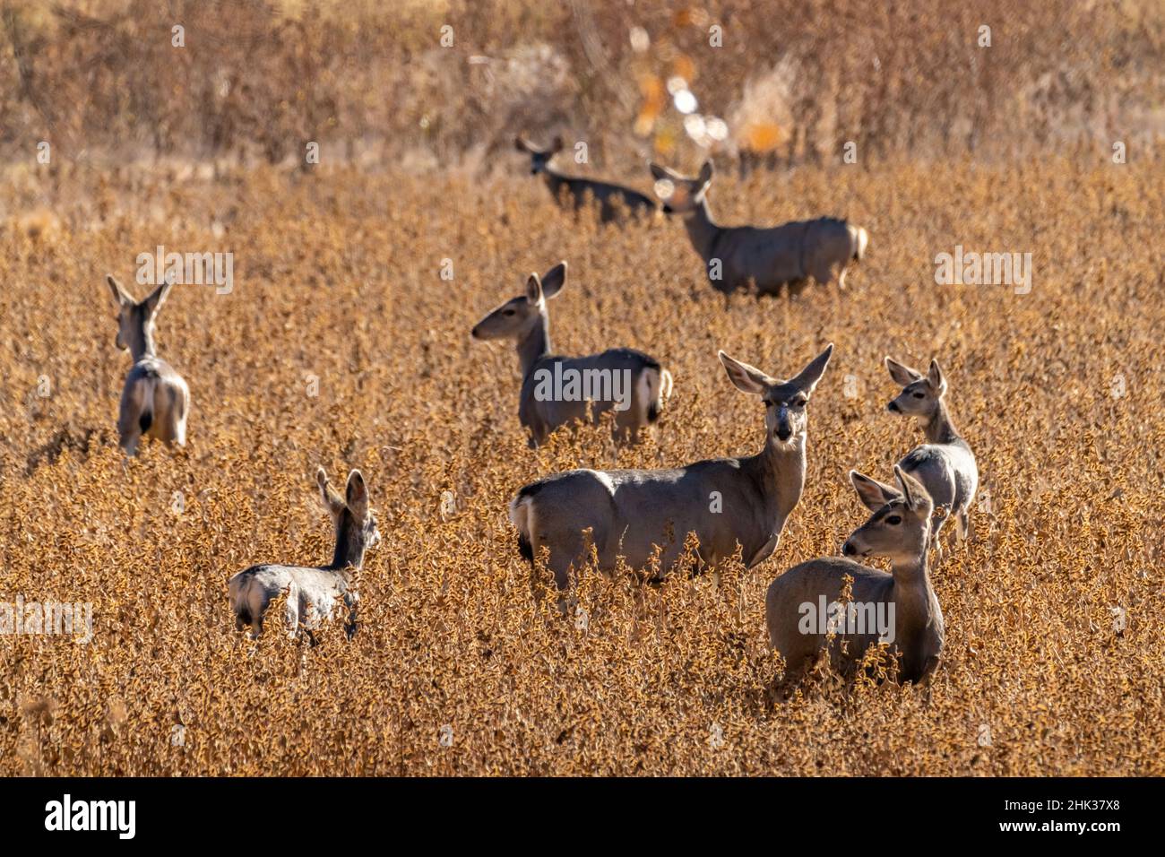 USA, New Mexico, Bernardo Wildlife Management Area. Mulo cervo mandria in campo. Foto Stock