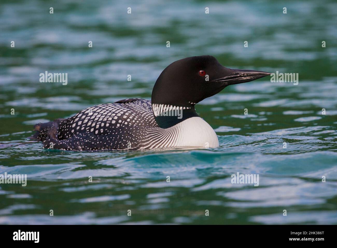 Loon comune Foto Stock