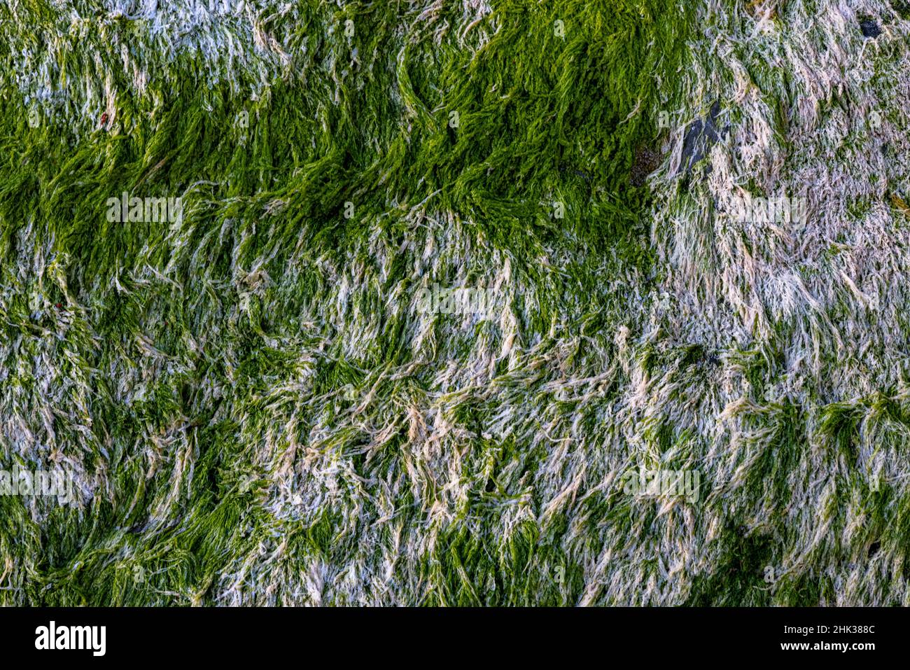Moss Patterns on Rock a Cannon Beach, Oregon, USA Foto Stock