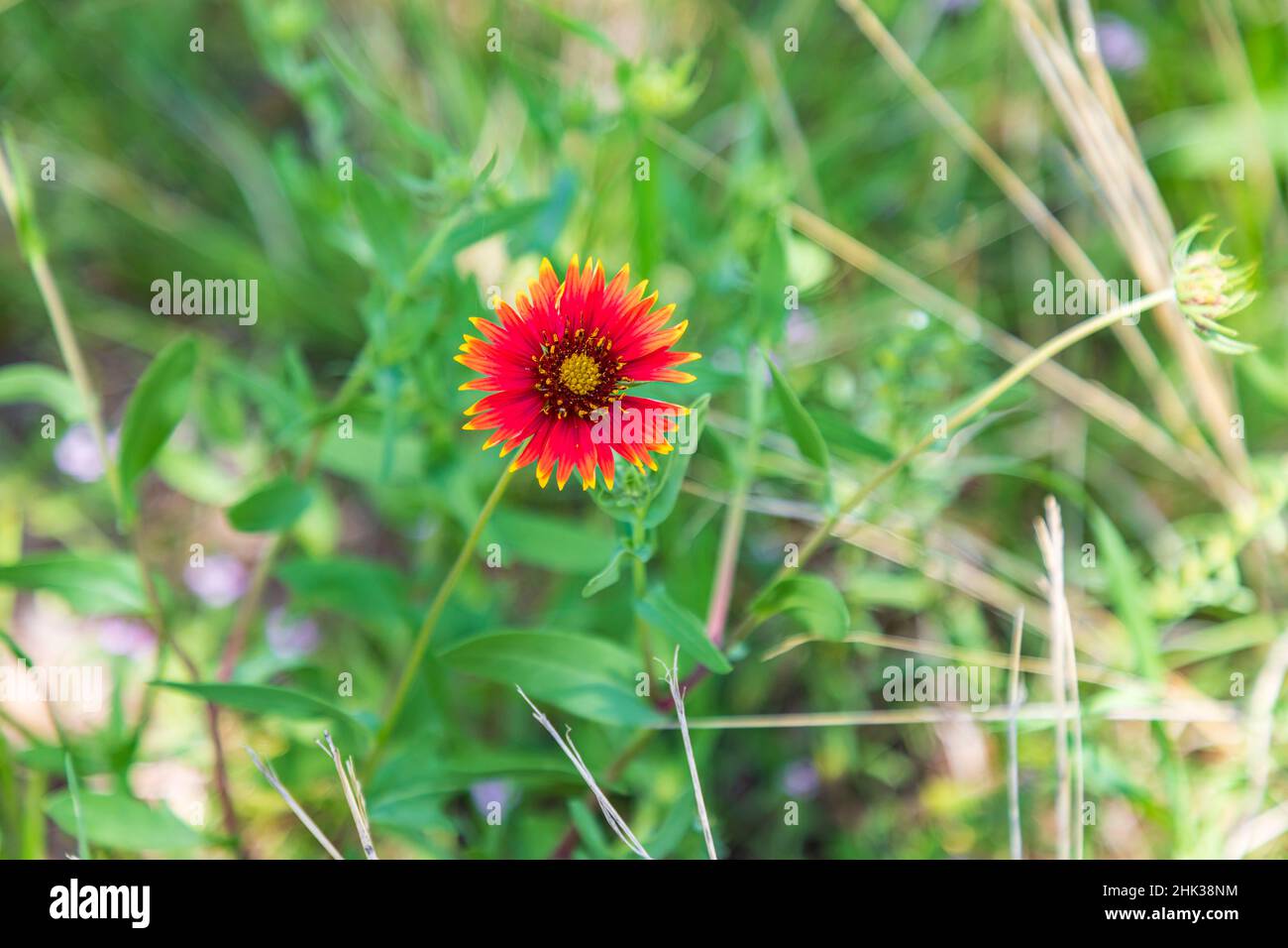 Marble Falls, Texas, Stati Uniti. Fiore selvatico indiano coperta nel Texas Hill Country. Foto Stock