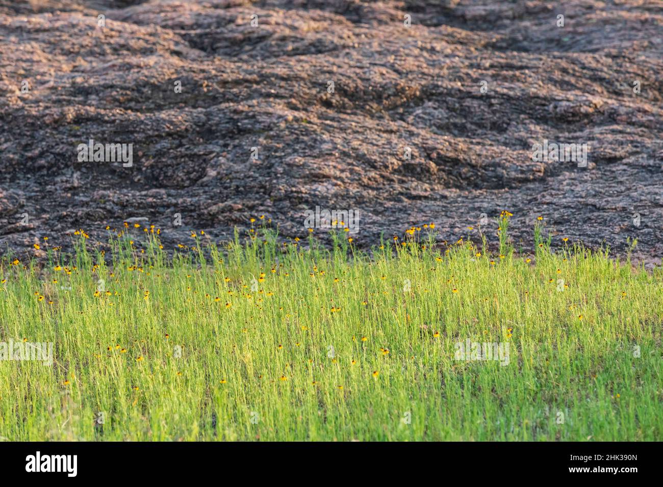 Castroville, Texas, Stati Uniti. Fiori Susan dall'occhio marrone e una collina rocciosa. Foto Stock
