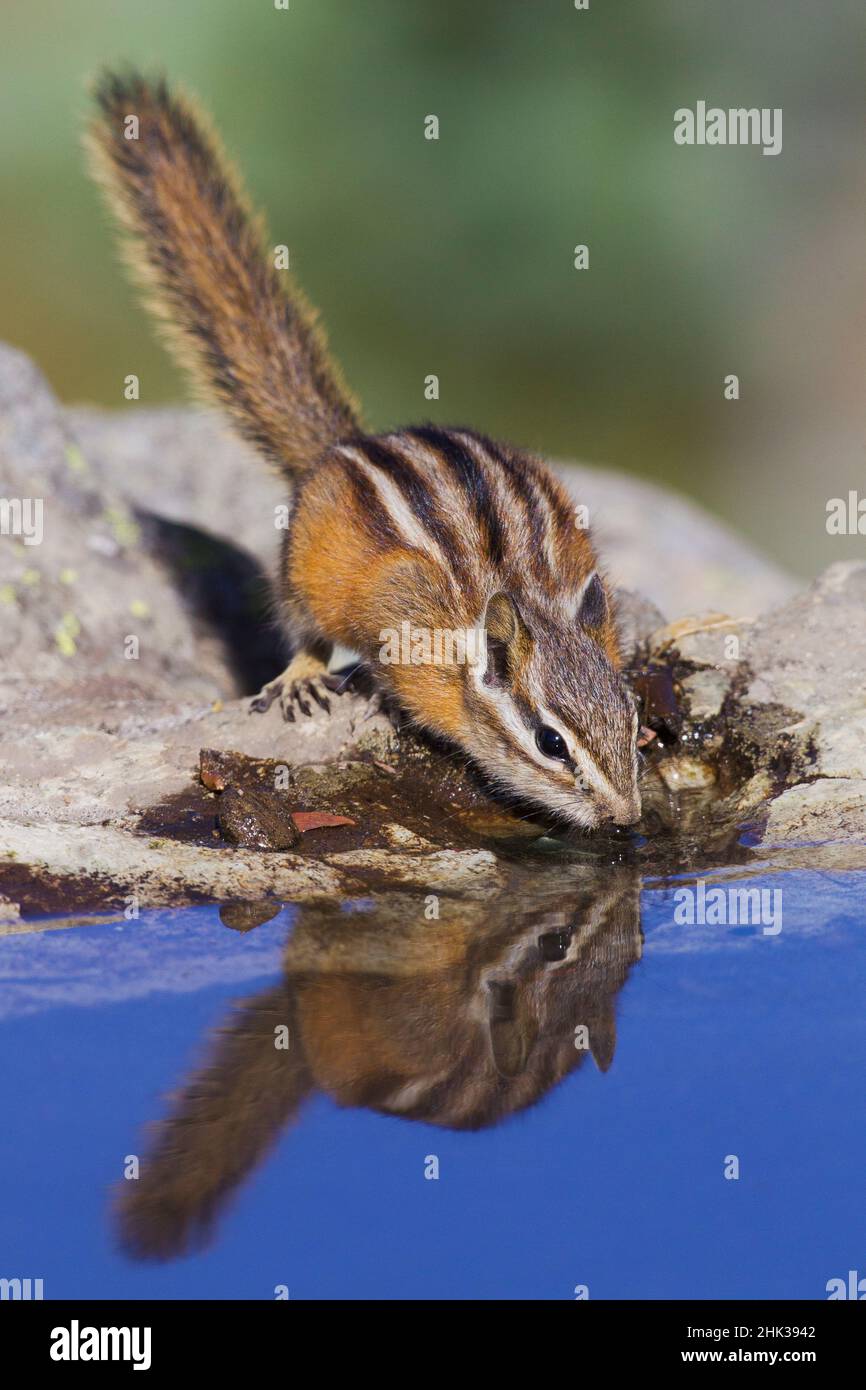 Townsend's Chipmunk, drink estivo Foto Stock