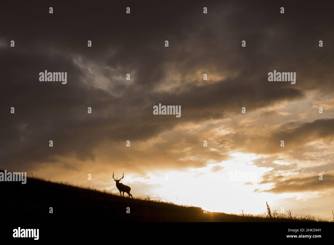 Bull Elk, nuvole tempesta al tramonto Foto Stock