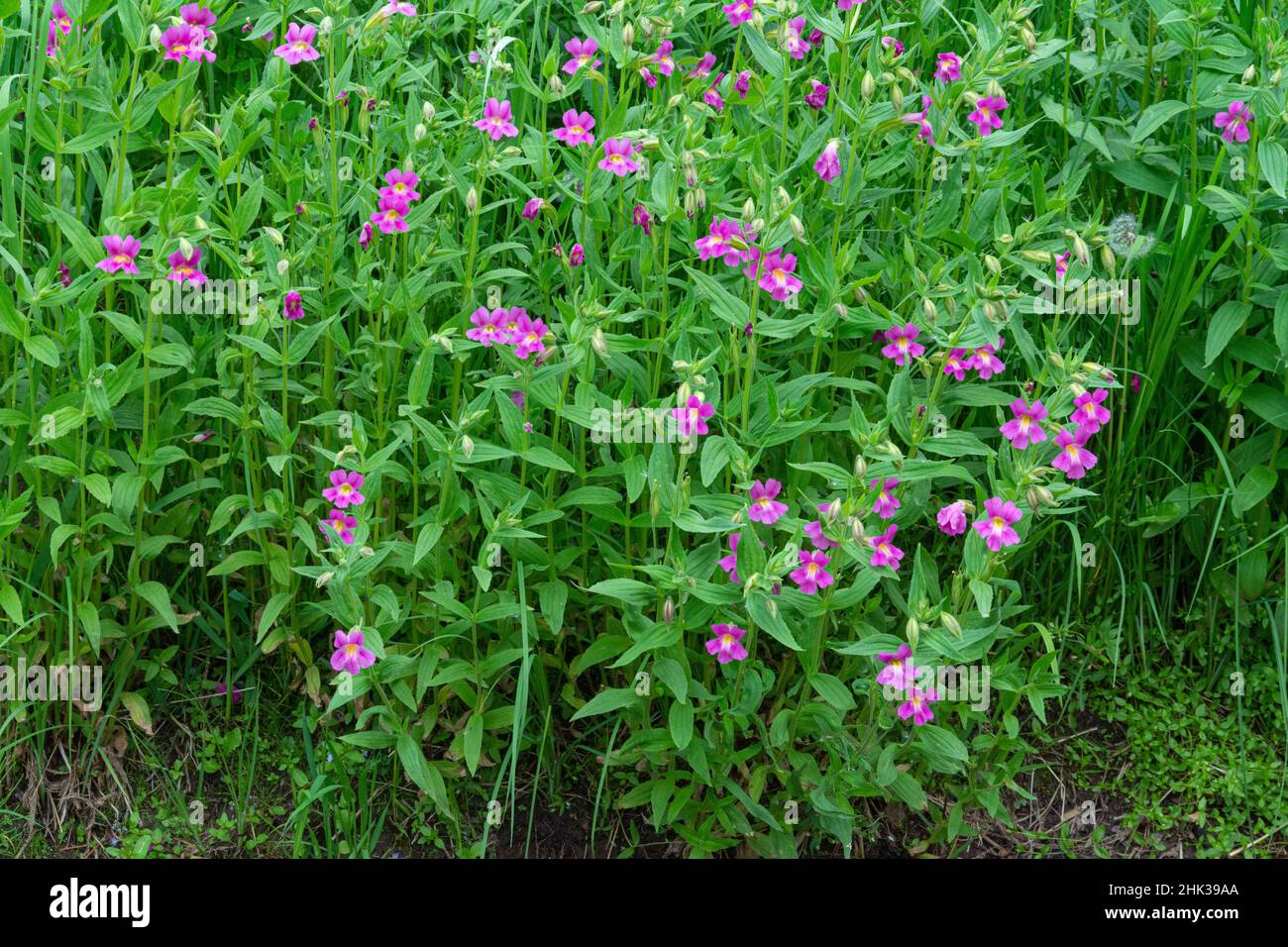 USA, Utah. Monkey Flowers, Uinta-Wasatch-cache National Forest Foto Stock