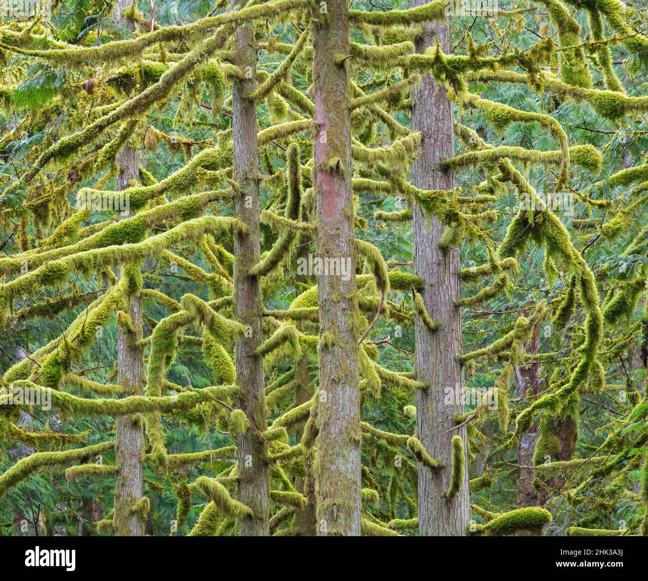 Washington state, Tiger Mountain, alberi di abete coperti Moss Foto Stock