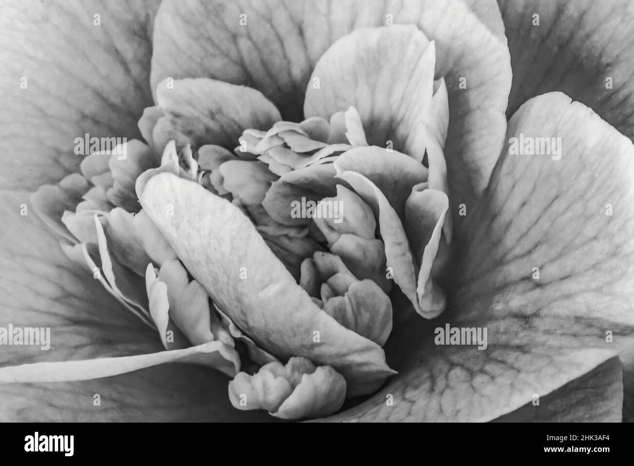 Camellia reticolata in bianco e nero macro. Foto Stock