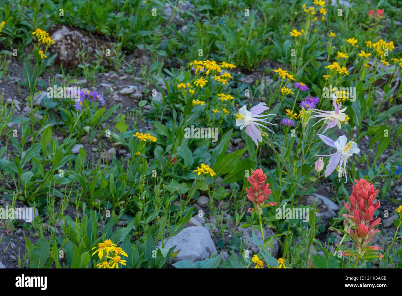 USA, Wyoming. Paintbrush, Columbine e Aster fiori selvatici, Jedediah Smith Wilderness Foto Stock