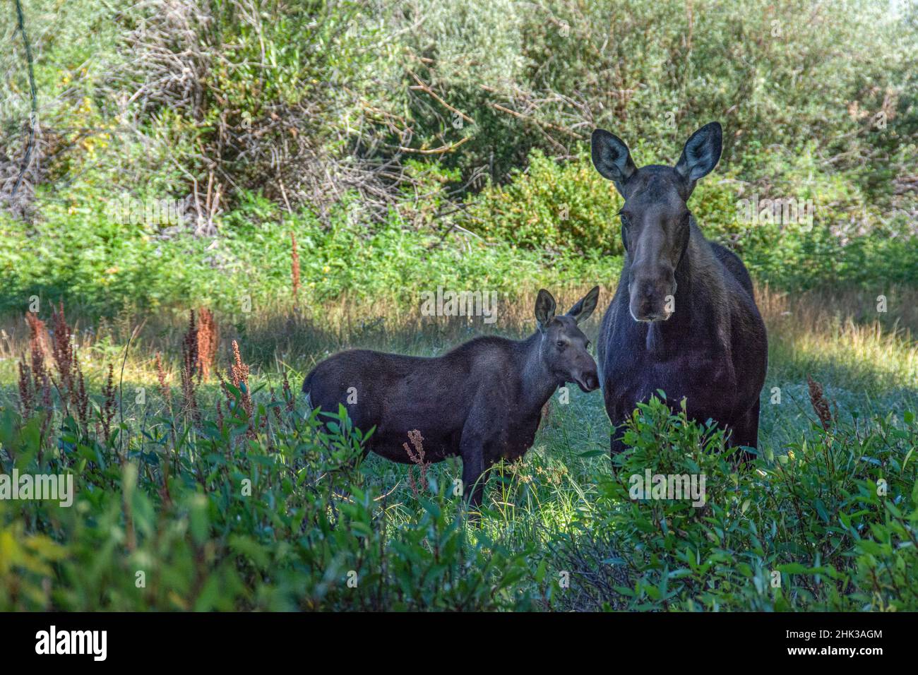 USA, Wyoming. Madre Cow alce protegge il suo vitello in zone umide e salici Foto Stock