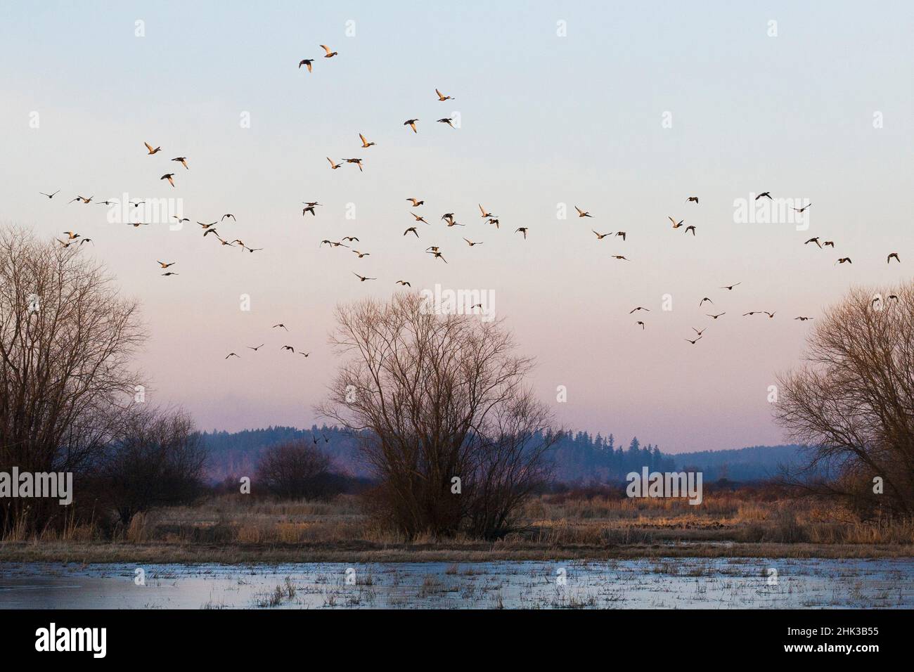 Gregge di anatre, sorvolando le zone umide congelate Foto Stock