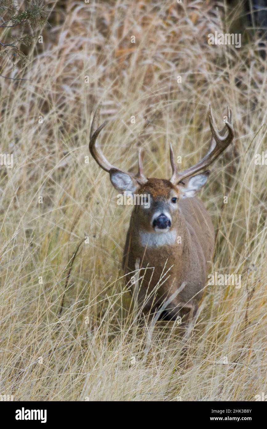 White-tailed deer buck Foto Stock