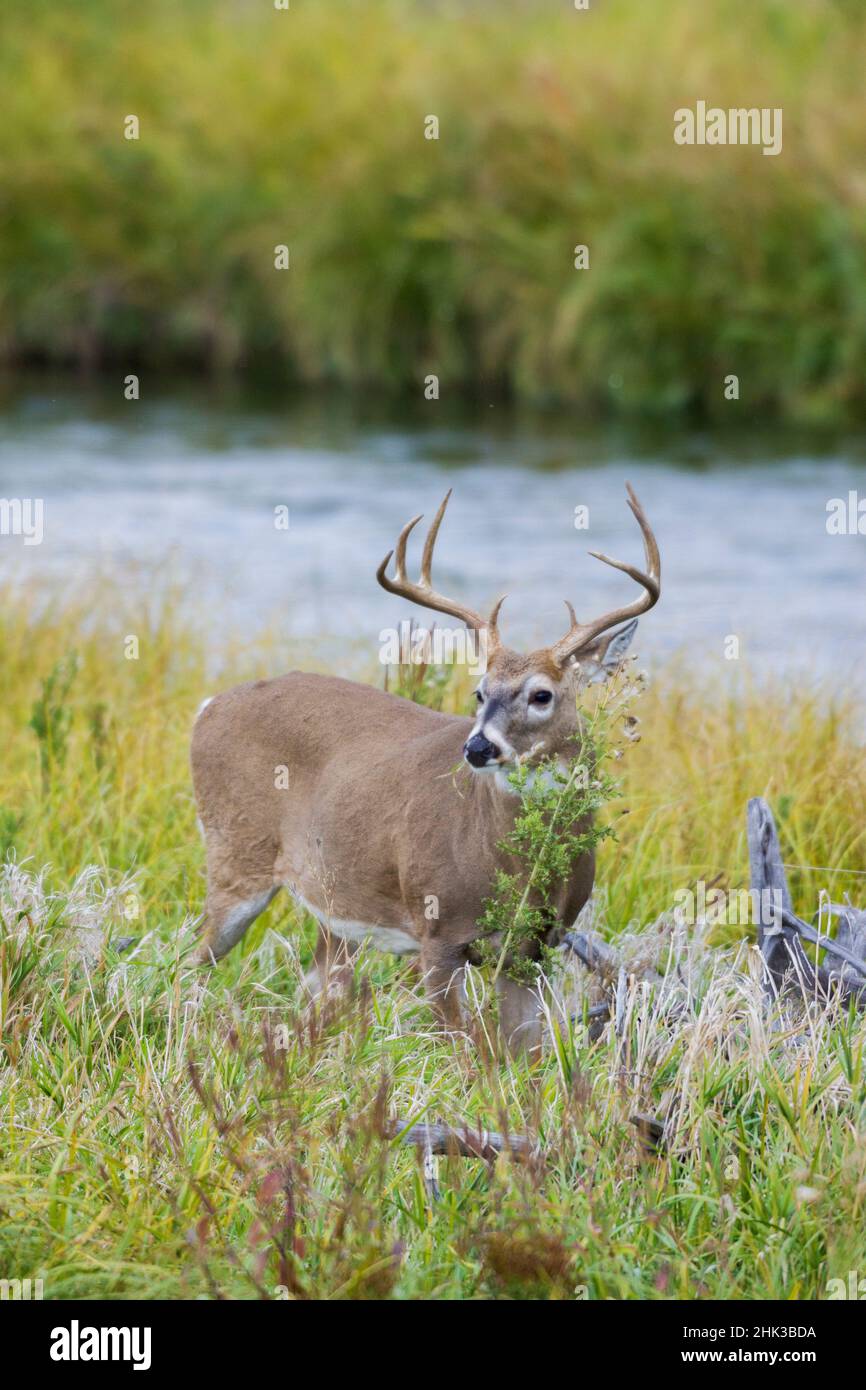 White-tailed deer buck Foto Stock