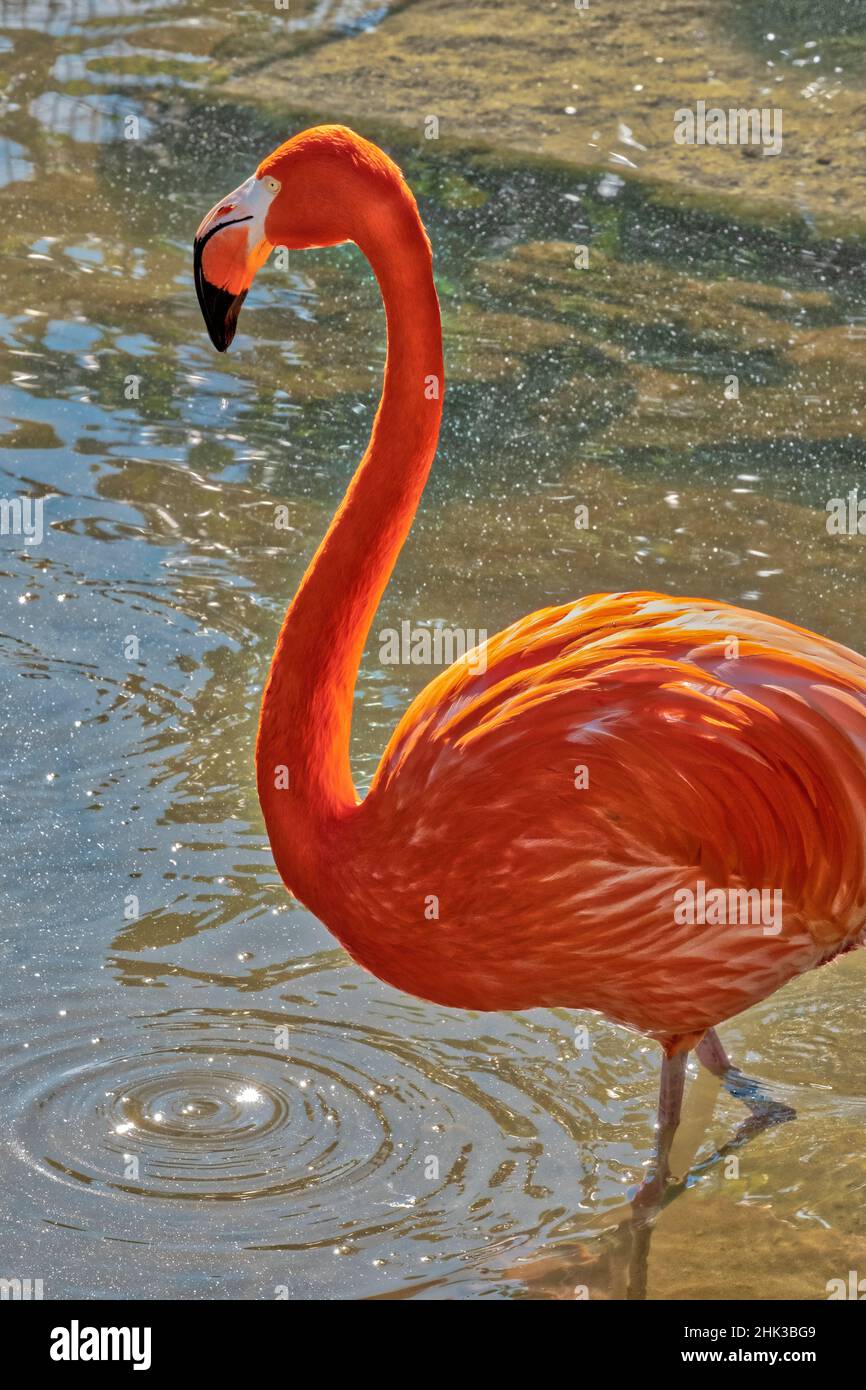Fenicottero americano, Florida Foto Stock