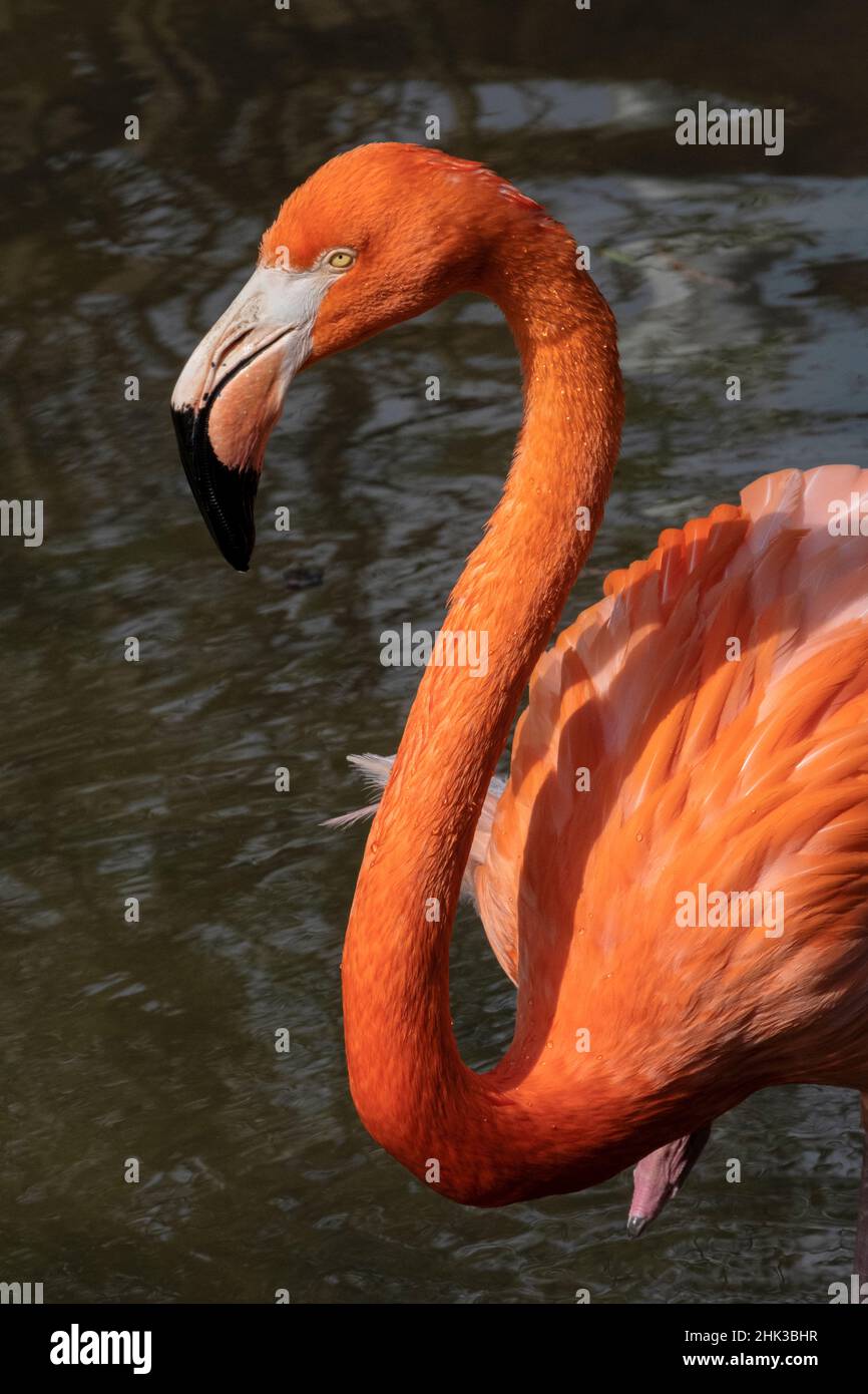 American flamingo Foto Stock