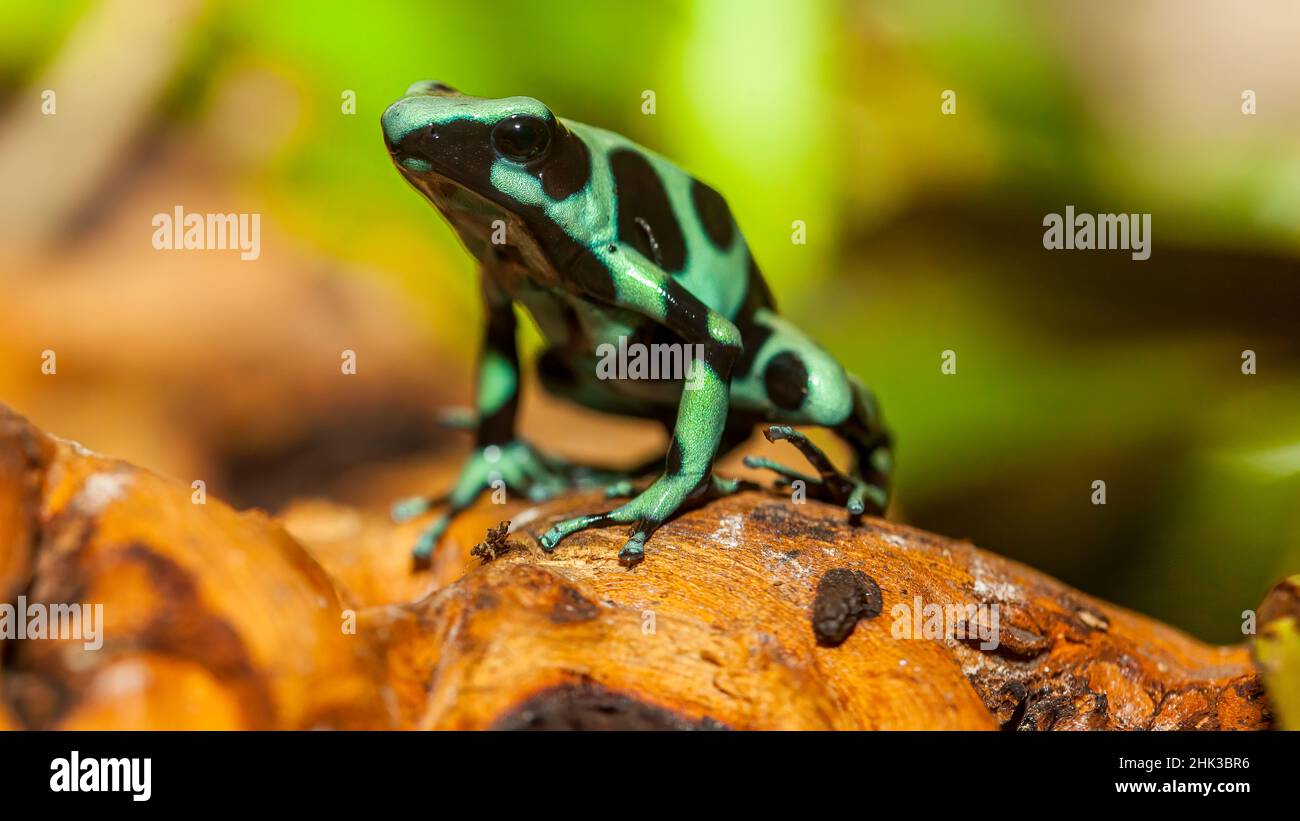 Le rane di freccette velenose sono altamente velenose. Foto Stock