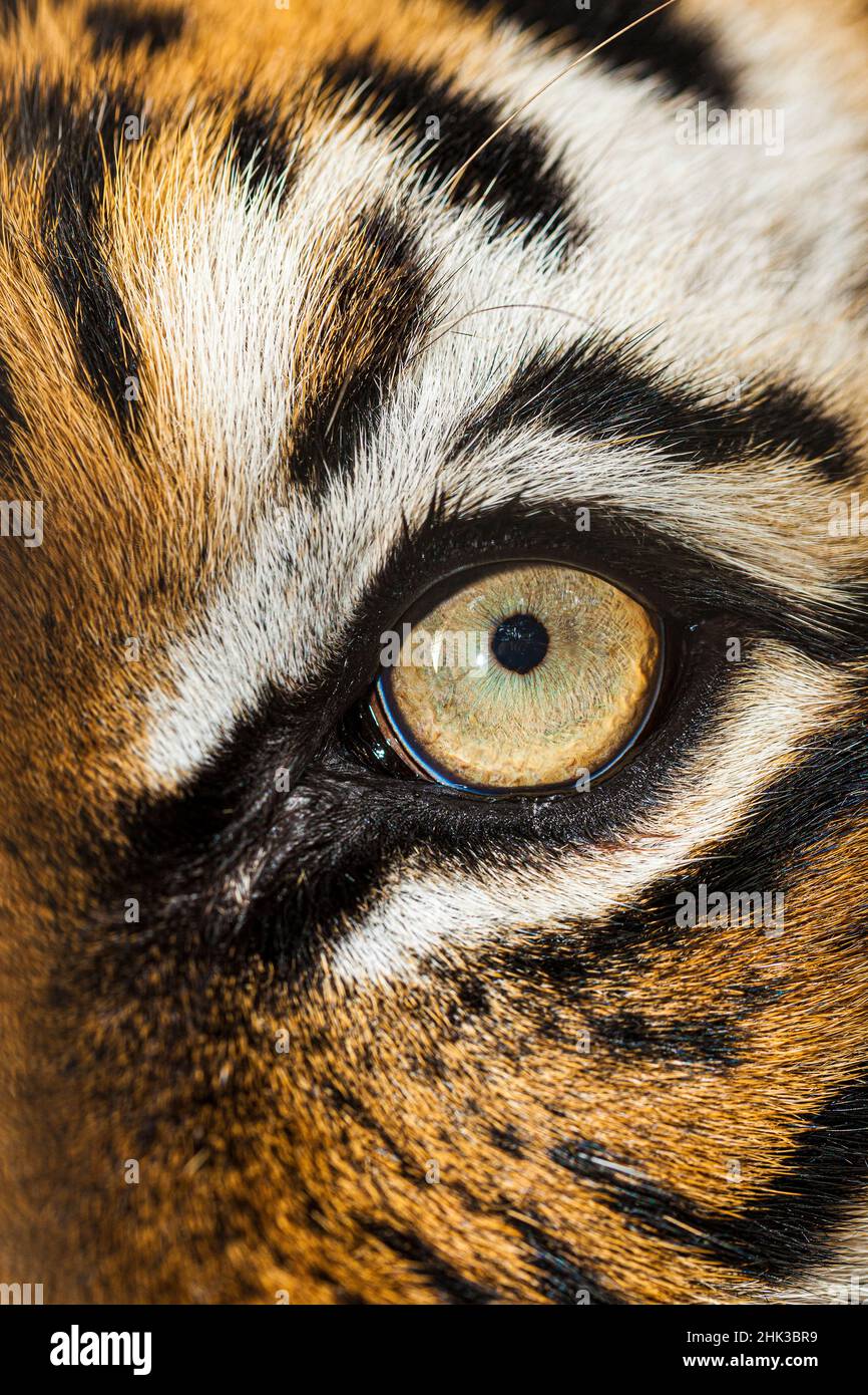 Gli occhi belli della tigre malese. Foto Stock