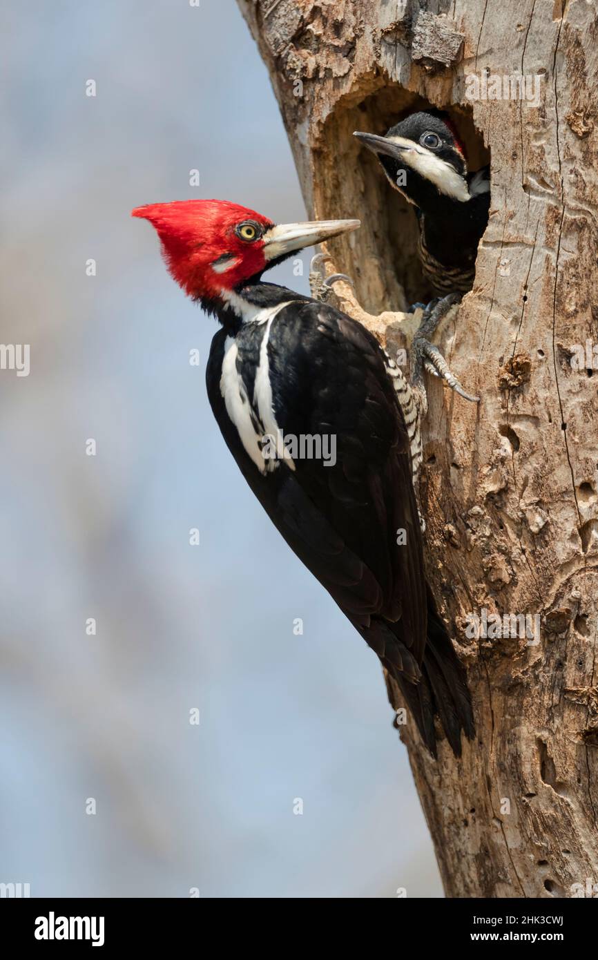 America del Sud, Brasile, il Pantanal, il picchio cremato cremisi, Campephilus melanoleucus. Maschio cremisi-crested picker al nido buco con il suo Foto Stock