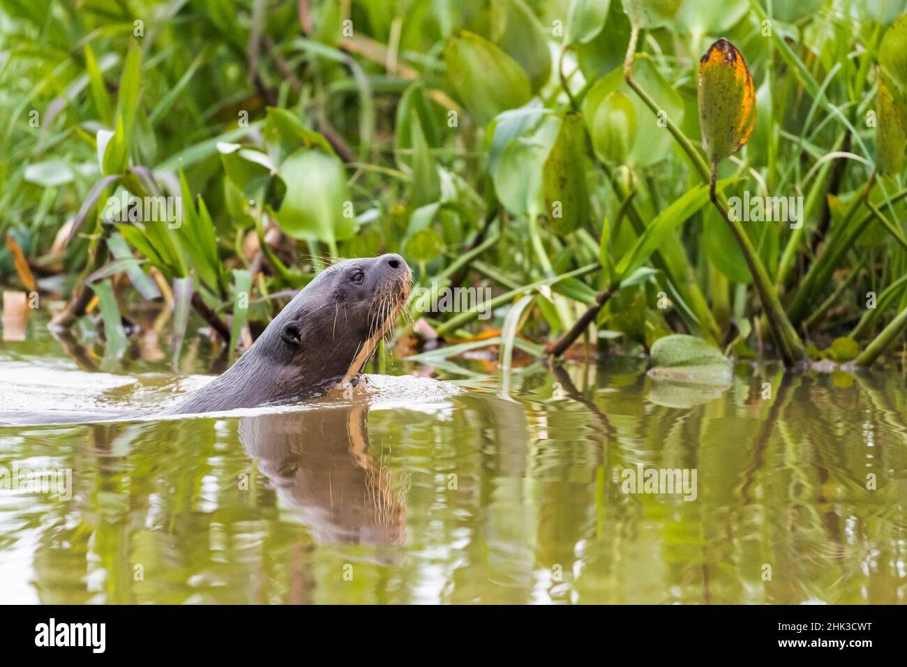 Sud America, Brasile, il Pantanal, lontra gigante, Pteronura brasiliensis. Una lontra gigante nuota tra il giacinto d'acqua. Foto Stock