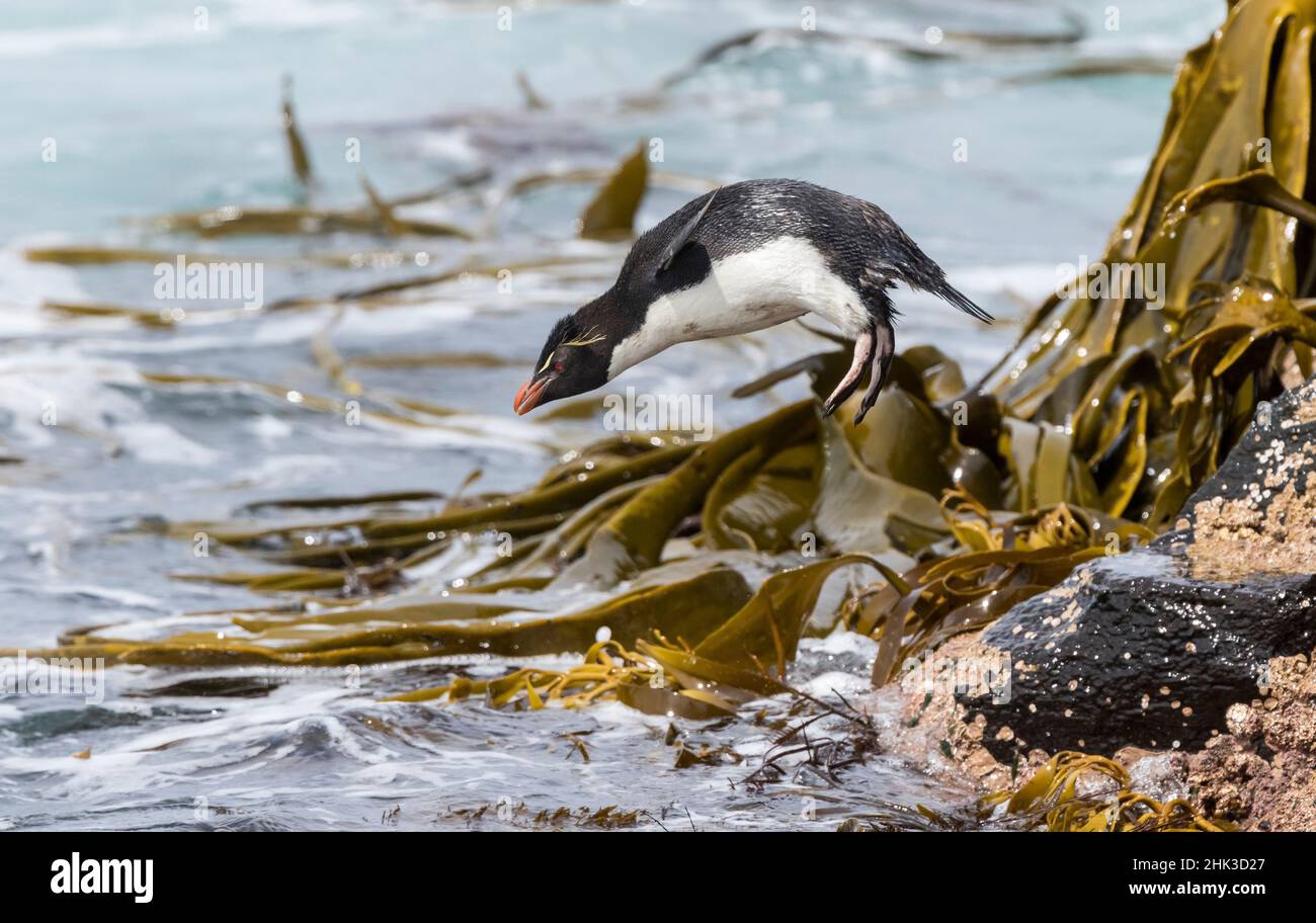 Pinguino saltaroccia (Eudyptes chrysocome), sottospecie occidentale pinguino saltaroccia (Eudyptes chrysocome chrysocome). Salendo verso il basso le scogliere di saltare i Foto Stock