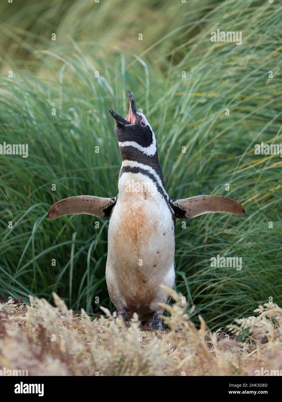 Penguin Magellanico, Isole Falkland. Foto Stock