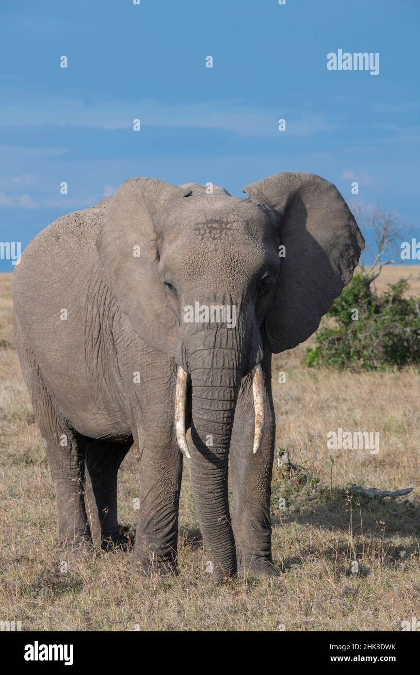 Africa, Kenya, Ol Pejeta Conservancy. Elefante africano Foto Stock