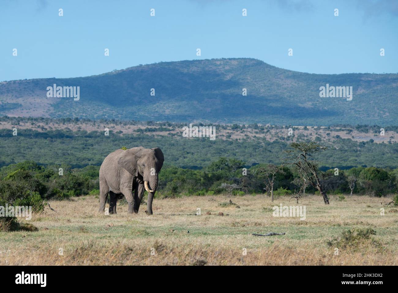 Africa, Kenya, Altopiano di Laikipia, Ol Pejeta Conservancy. Lone bull elefante africano in habitat tipico. Foto Stock