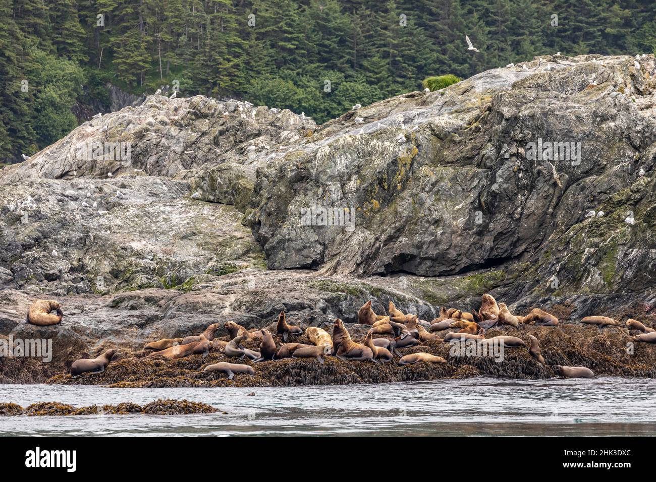 USA, Alaska, Isole Inie. Leoni marini stellari sulle rocce. Credit as: Don Paulson / Galleria Jaynes / DanitaDelimont.com Foto Stock
