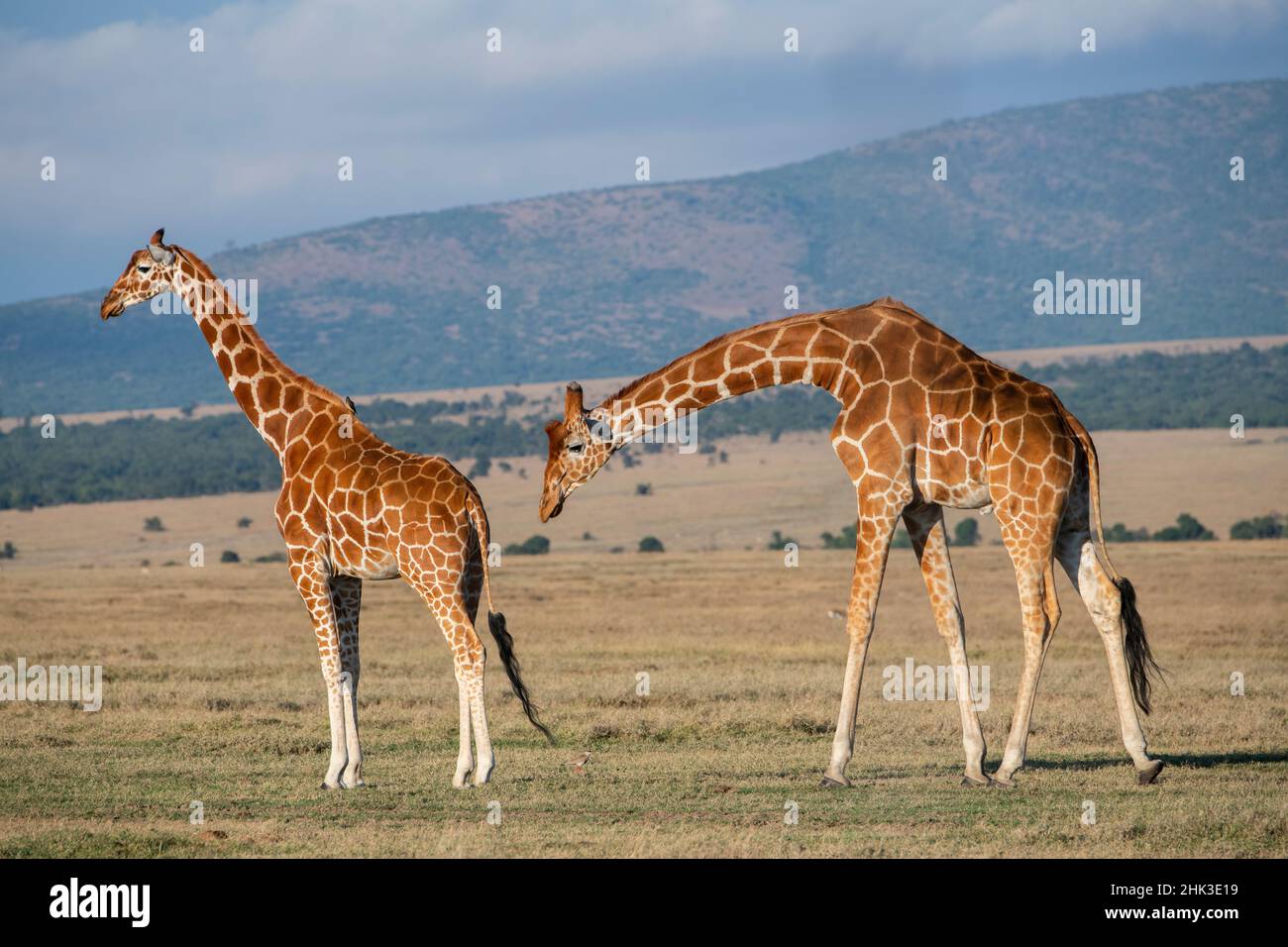 Africa, Kenya, Ol Pejeta Conservancy. Giraffe reticolate Foto Stock