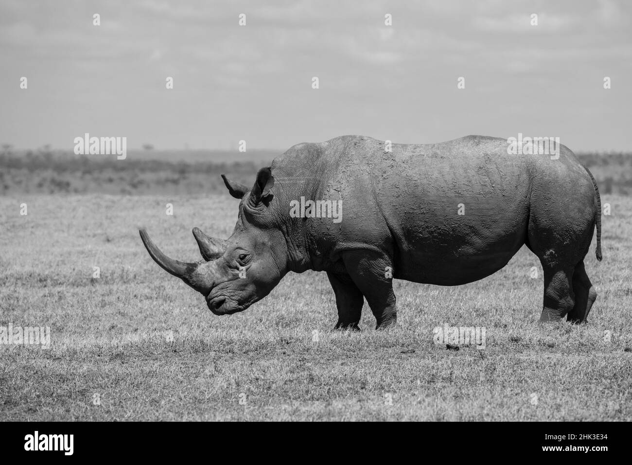 Africa, Kenya, OL Pejeta. Rinoceronte bianco meridionale (Ceratotherium simum simum) vicino a specie minacciate. Foto Stock