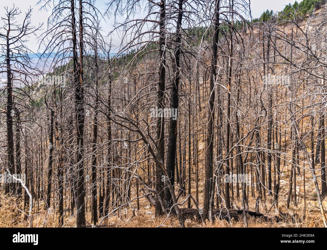 Foresta bruciata nel 2004, montagne Pinaleño, Foresta Nazionale di Coronado, vicino a Safford, Arizona, USA Foto Stock