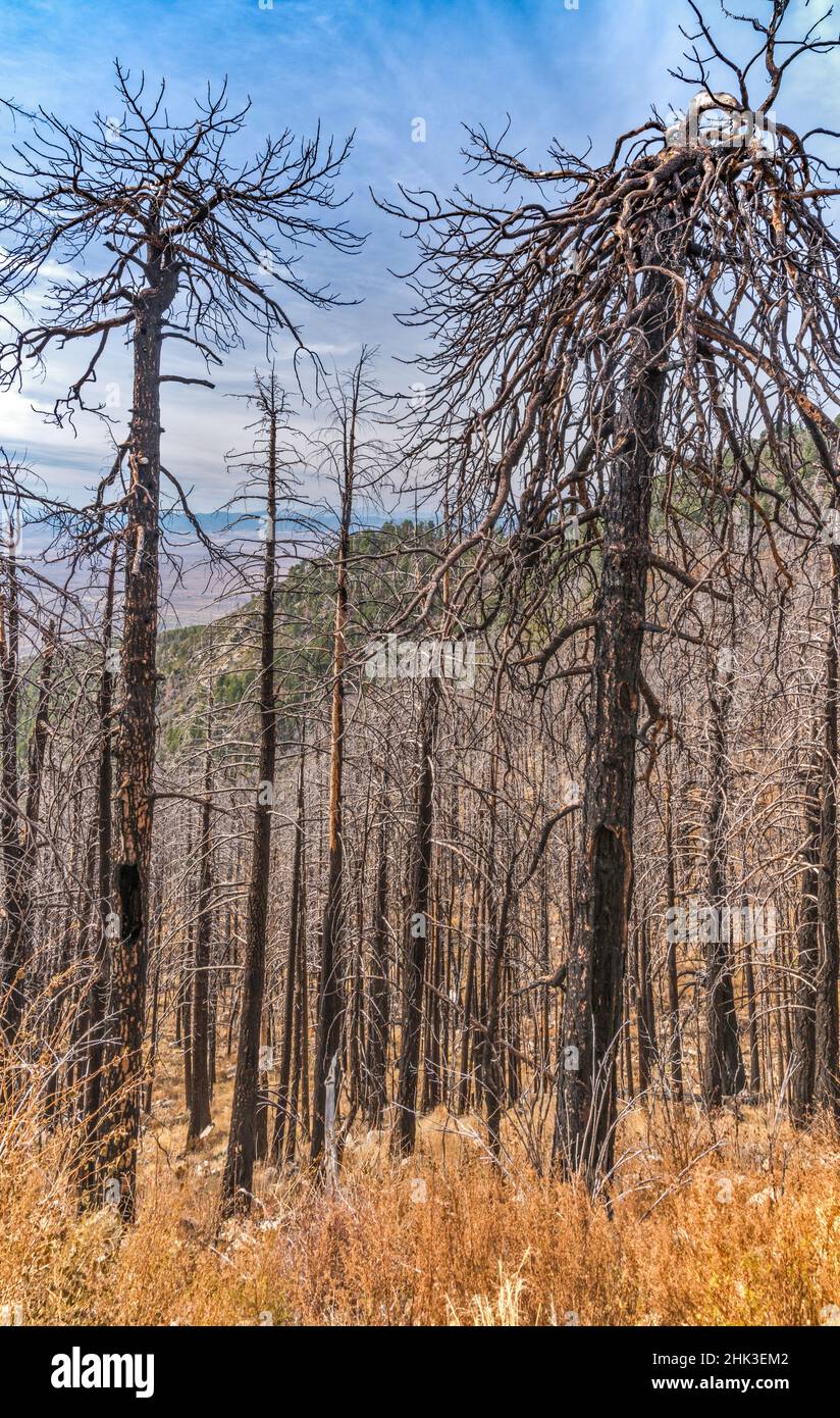 Foresta bruciata nel 2004, montagne Pinaleño, Foresta Nazionale di Coronado, vicino a Safford, Arizona, USA Foto Stock