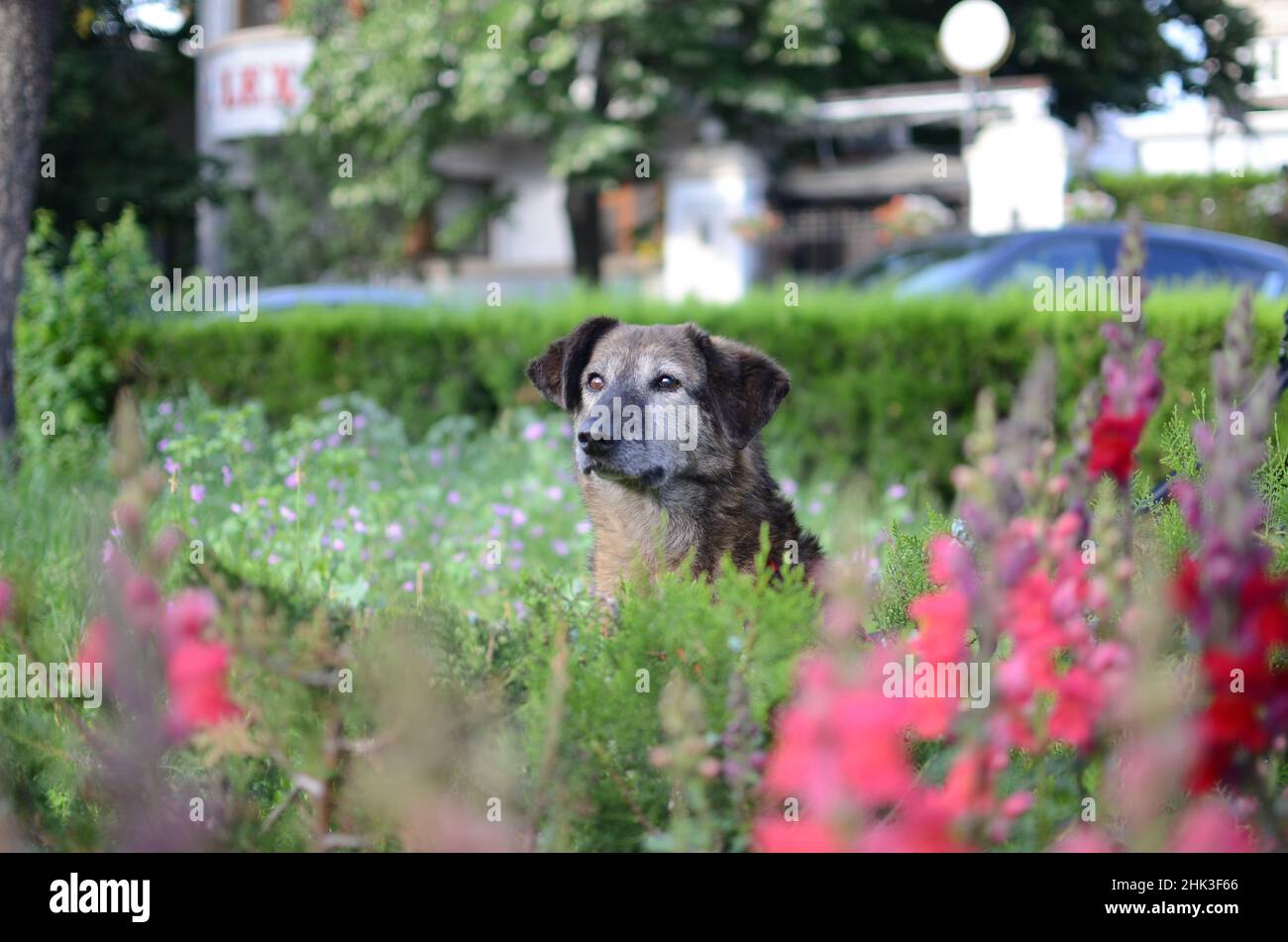 Cane che posa in fiori Foto Stock