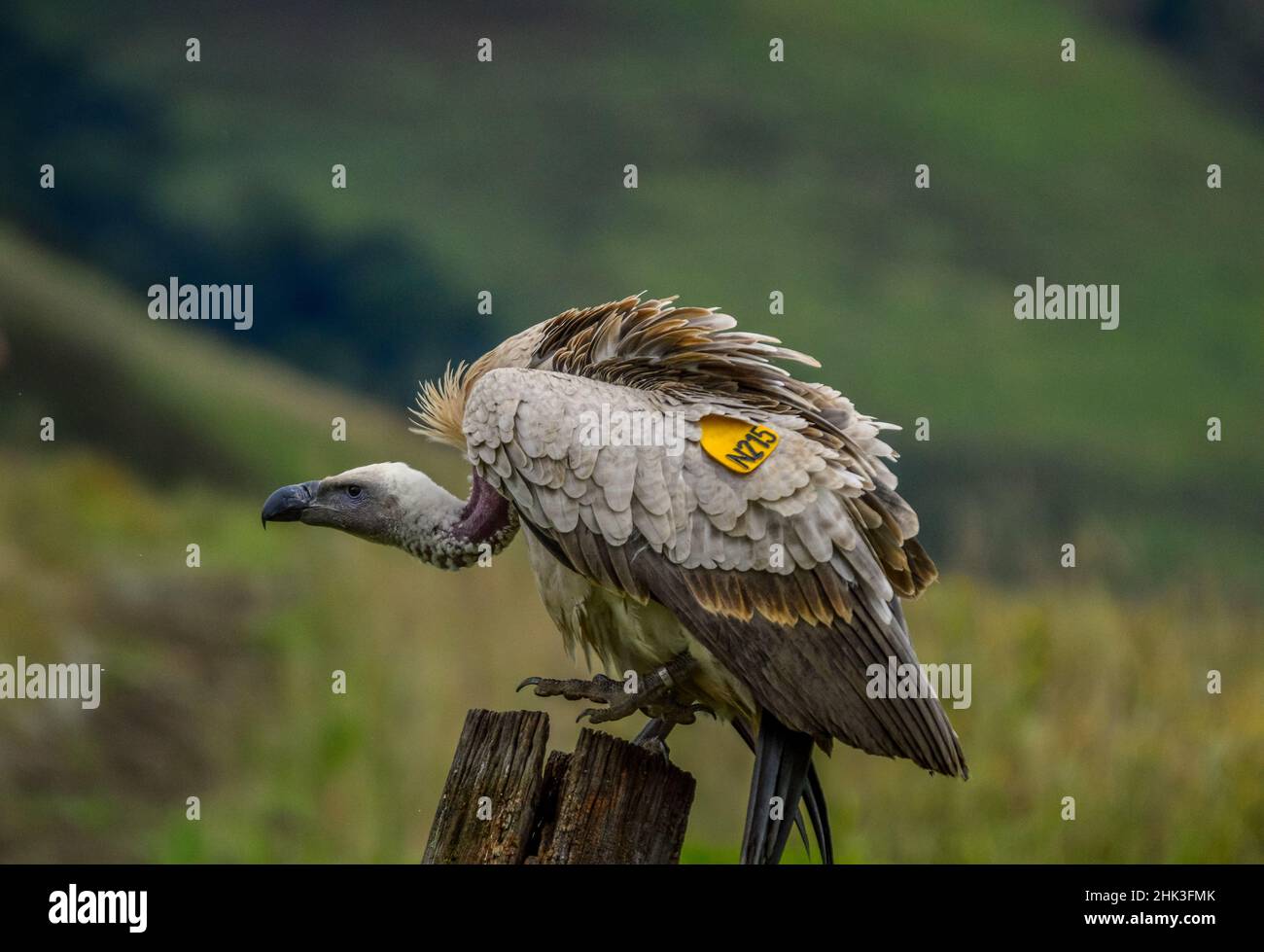 Ritratto di un promontorio o grifone di capo anche Conosciuto come Kolbe's è il più grande raptor uccello del Sud Africa Foto Stock