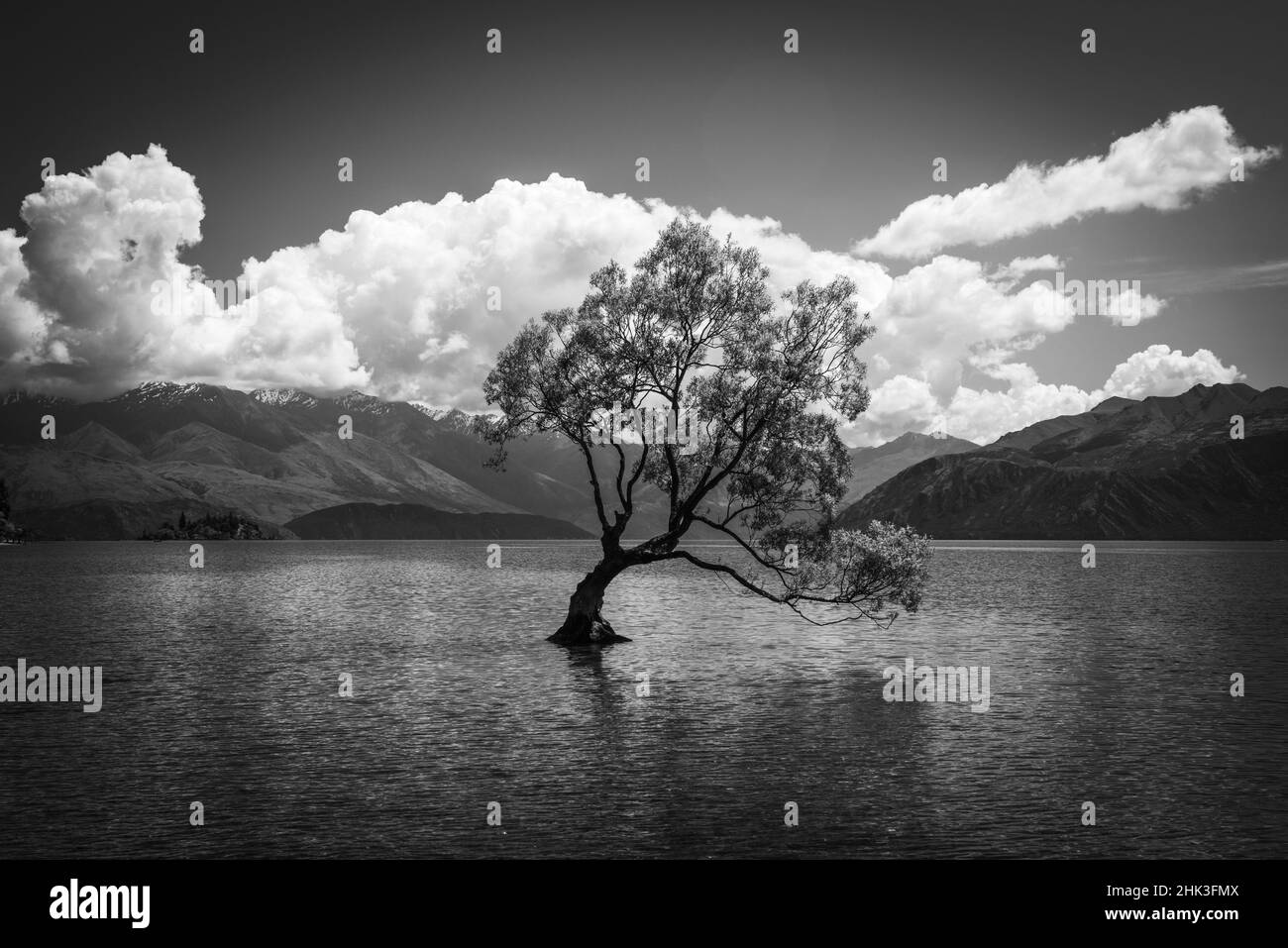 L'albero di Wanaka, Lago Wanaka, Otago, Isola del Sud, Nuova Zelanda Foto Stock