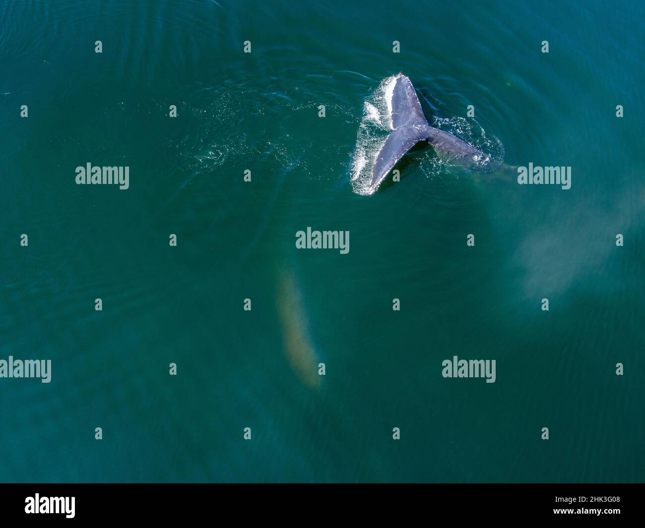 Stati Uniti d'America, Alaska, vista aerea Humpback Whale (Megaptera novaeangliae) immersioni in corrispondenza della superficie di Federico suono sul pomeriggio estivo Foto Stock