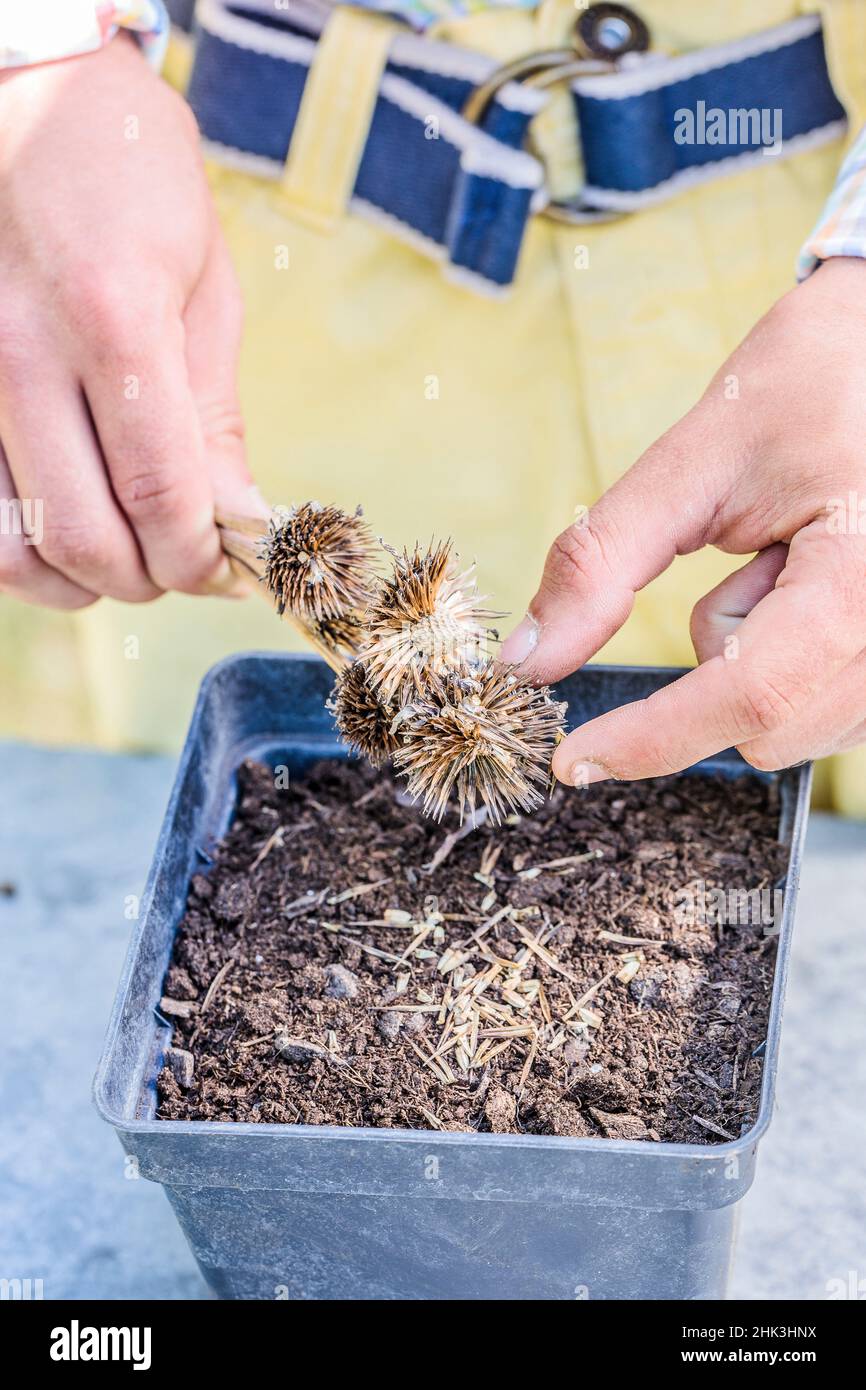 Semina di Coneflower viola (Echinacea purpurpurea) passo dopo passo. Stendere gli acheni sulla superficie di un recipiente di semi. Foto Stock