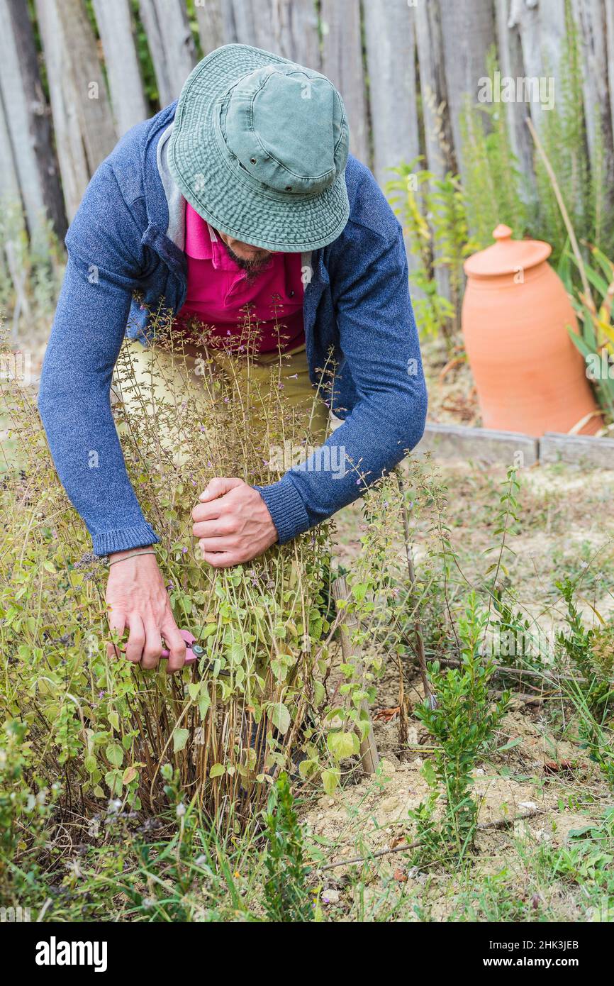 Uomo che abbattere una pianta aromatica (Calament, Calamintha sp) in autunno. Foto Stock