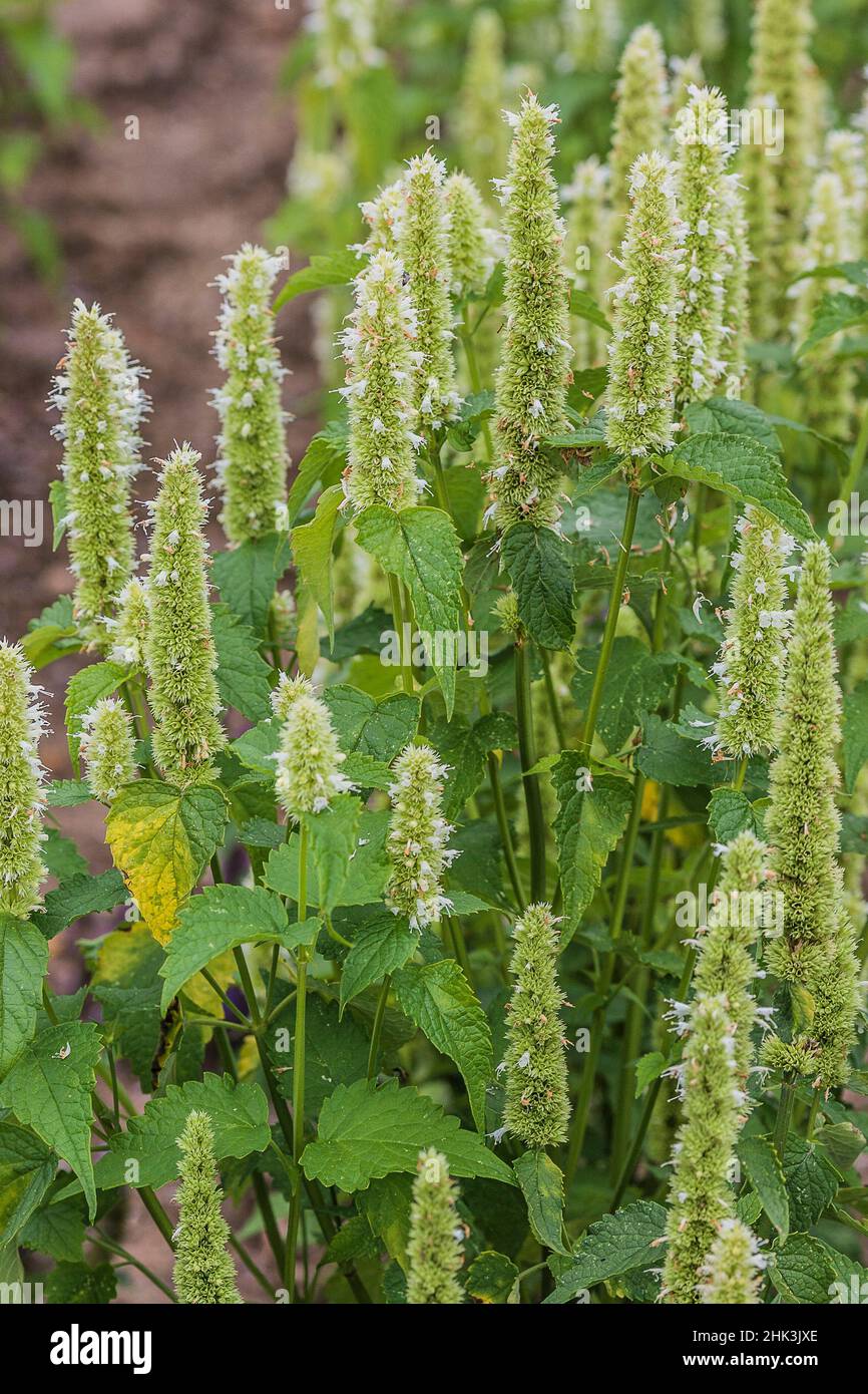 Agastache (Agastache orticola) 'Miele Bianco', una pianta aromatica e molto mellifera. Foto Stock