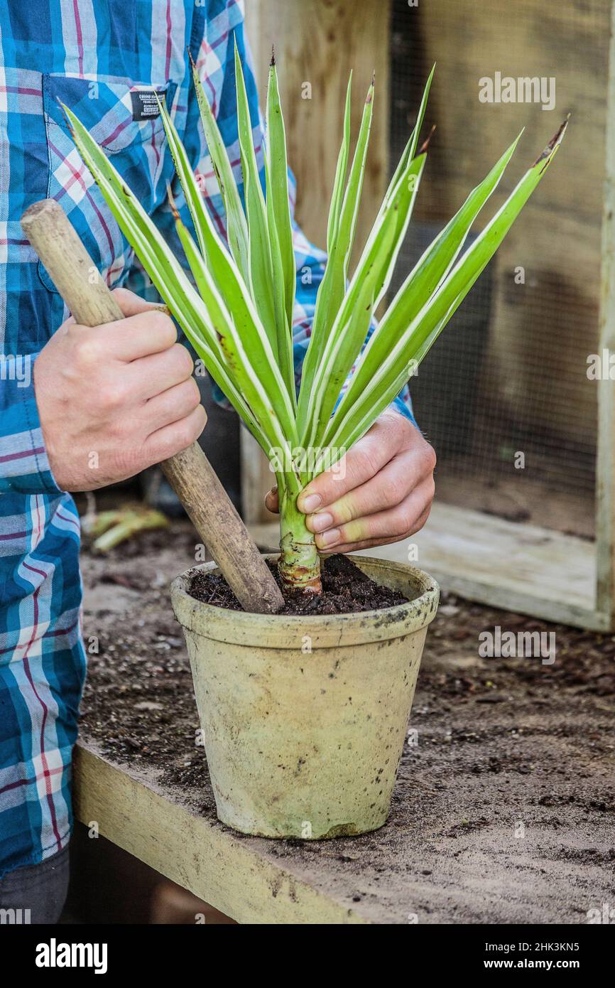Rigenerazione di una yucca interna (elefanti Yucca) 'Jewel' passo dopo passo. 4: Taglio di un'estremità dalla potatura. Foto Stock