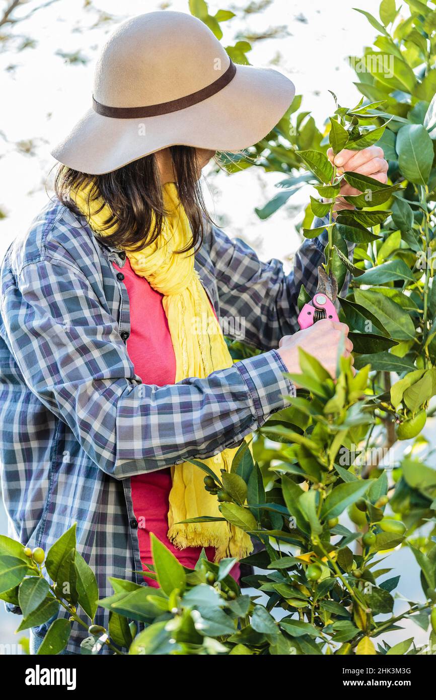 Donna che pota un albero di limone. Accorciare i rami lunghi è essenziale per conservare un soggetto con un porto equilibrato. Foto Stock