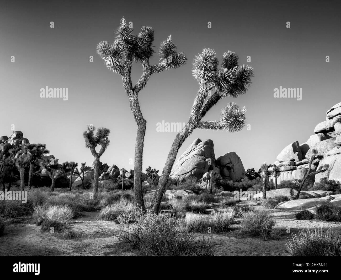 USA, California, Parco Nazionale di Joshua Tree, Joshua Tree (Yucca brevifolia) Foto Stock