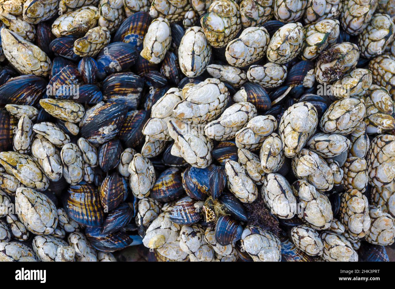 Colonie di mitili nella Riserva Marina di Fitzgerald, California, Stati Uniti Foto Stock