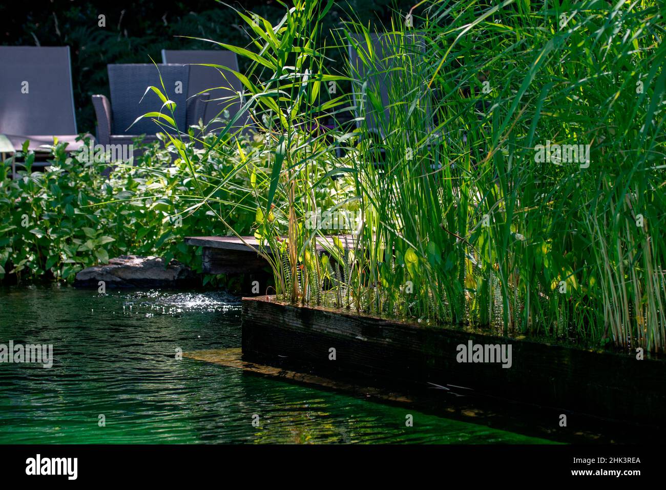Piscina naturale, area di rigenerazione con piante acquatiche, Francia Foto Stock