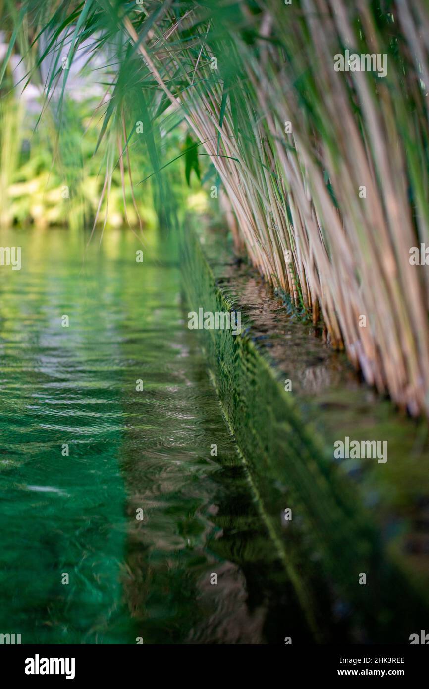 Piscina naturale, area di rigenerazione con piante acquatiche, Francia Foto Stock