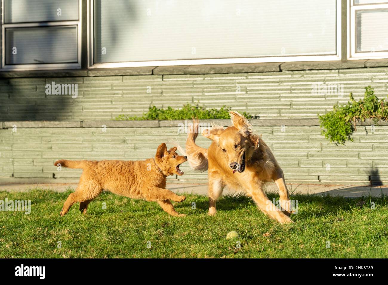 Un cucciolo di dieci settimane di Red Golden Retriever insegue un adulto Golden Retriever. (PR) Foto Stock