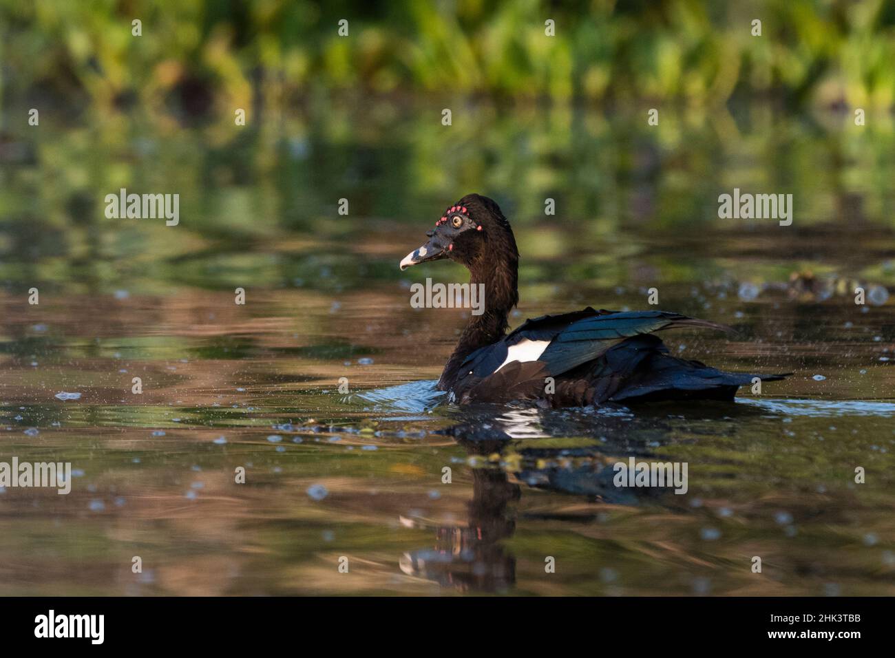 Un anatra moscovita, Cairina moschata, ritratto. Foto Stock